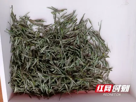 湘西：让茶叶有“黄金品质” 打造“黄金口碑”-湘西名茶