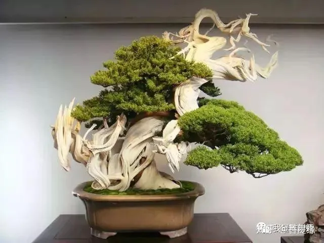 世界上最贵盆栽，一盆就是一座房子-最贵的盆景是什么品种