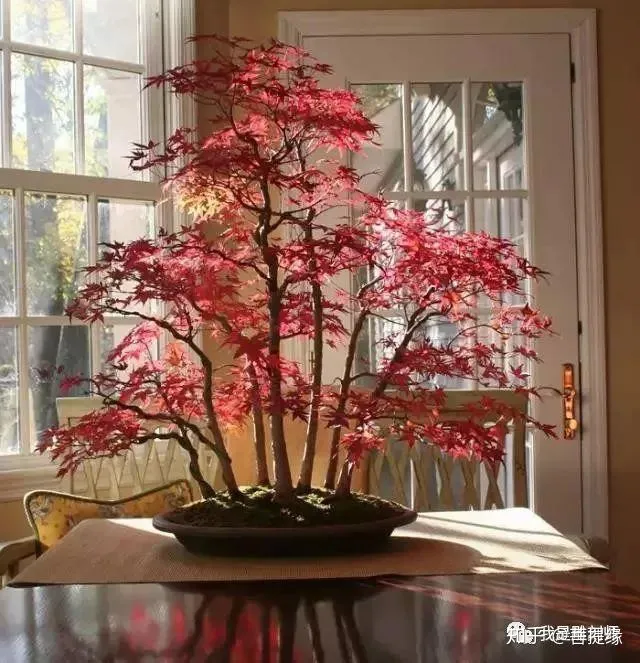 世界上最贵盆栽，一盆就是一座房子-最贵的盆景是什么品种