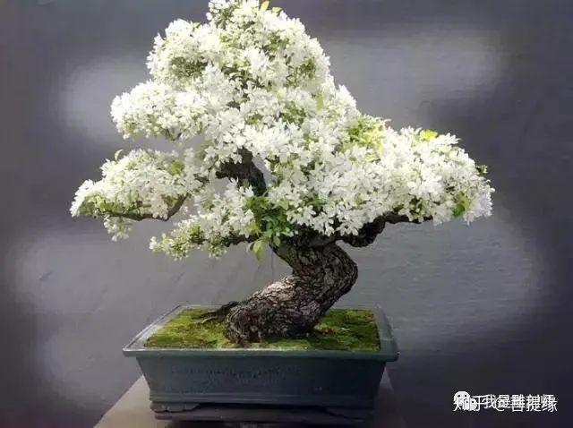 世界上最贵盆栽，一盆就是一座房子-最贵的盆景是什么品种
