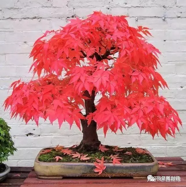 世界上最贵盆栽，一盆就是一座房子-最贵的盆景是什么品种