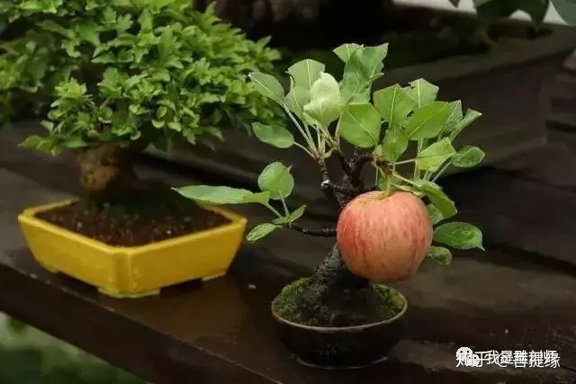 世界上最贵盆栽，一盆就是一座房子-最贵的盆景是什么品种