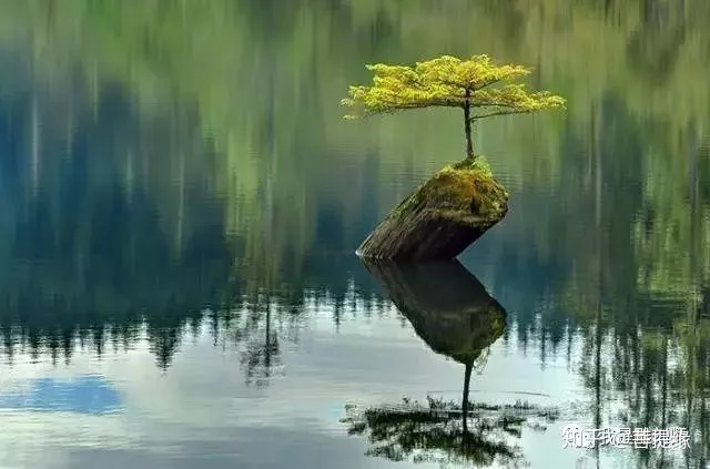 世界上最贵盆栽，一盆就是一座房子-最贵的盆景是什么品种