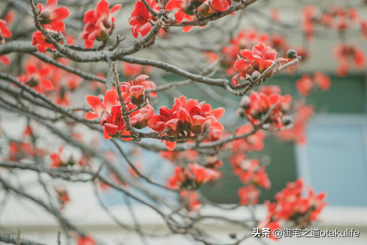 十大盆栽名贵花卉-名贵花卉盆景