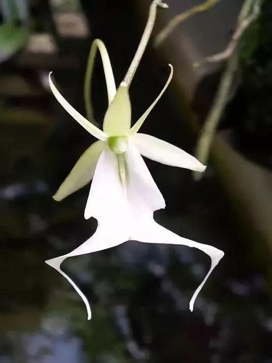 天价！名贵植物排行，令人大开眼界！-比较名贵的绿植有哪些
