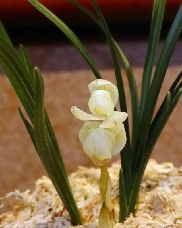 天价！名贵植物排行，令人大开眼界！-比较名贵的绿植有哪些