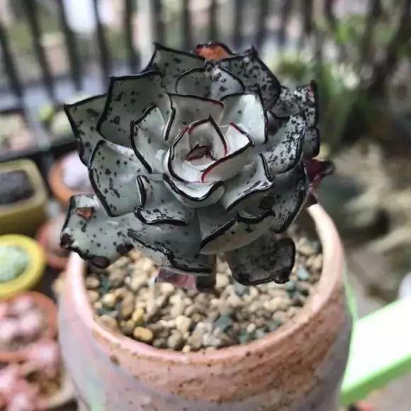 天价！名贵植物排行，令人大开眼界！-比较名贵的绿植有哪些