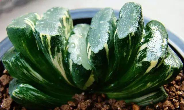 天价！名贵植物排行，令人大开眼界！-比较名贵的绿植有哪些