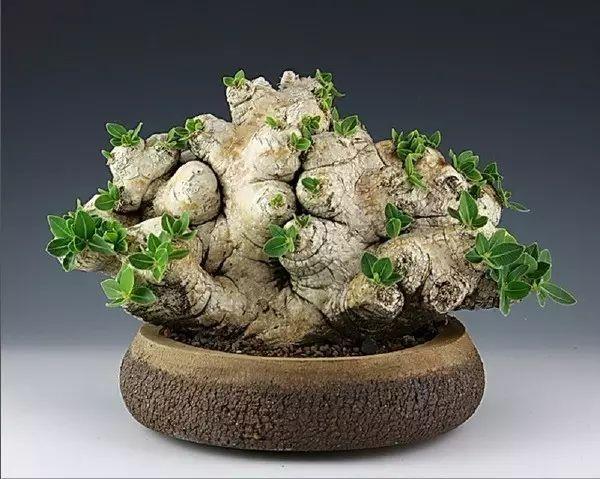 天价！名贵植物排行，令人大开眼界！-比较名贵的绿植有哪些