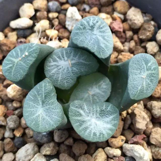 天价！名贵植物排行，令人大开眼界！-比较名贵的绿植有哪些