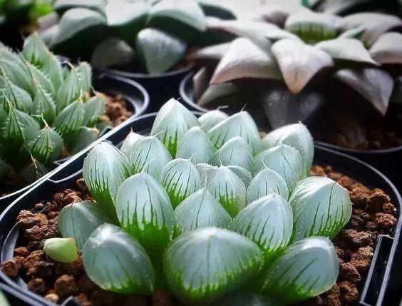 天价！名贵植物排行，令人大开眼界！-比较名贵的绿植有哪些