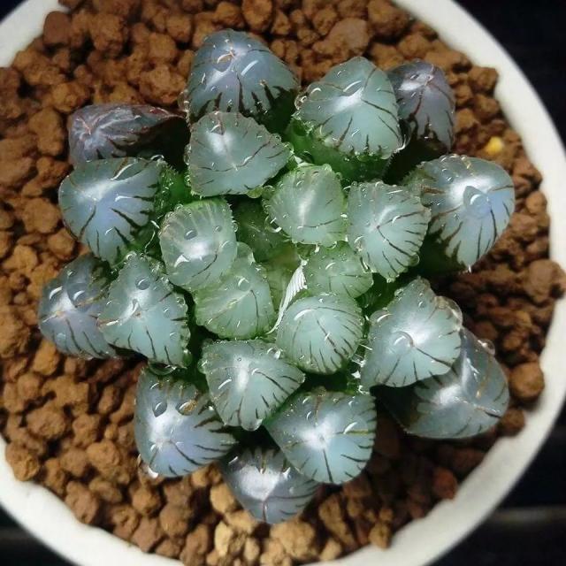 天价！名贵植物排行，令人大开眼界！-比较名贵的绿植有哪些