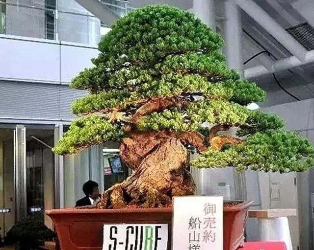 天价！名贵植物排行，令人大开眼界！-比较名贵的绿植有哪些