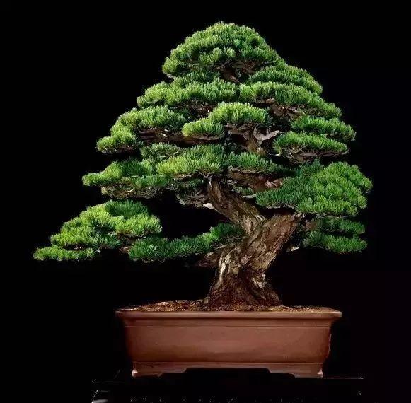 天价！名贵植物排行，令人大开眼界！-比较名贵的绿植有哪些