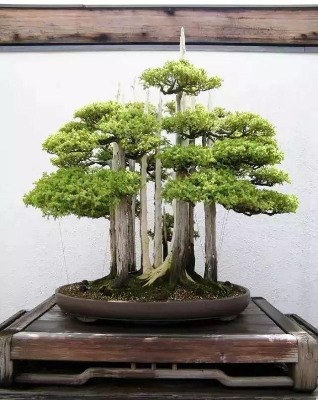 天价！名贵植物排行，令人大开眼界！-比较名贵的绿植有哪些