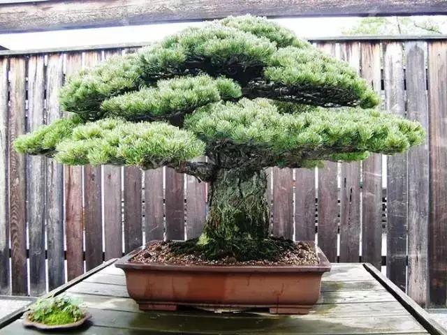 天价！名贵植物排行，令人大开眼界！-比较名贵的绿植有哪些