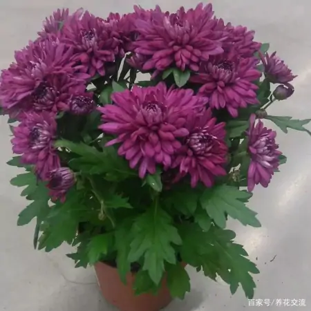 净化室内空气少不了这些盆栽绿植，让植物长得健康，才能发挥效果-室内盆栽什么植物净化空气