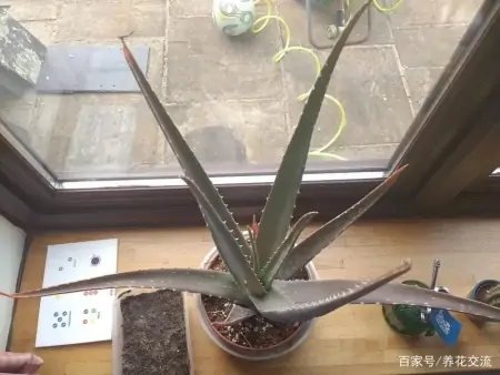 净化室内空气少不了这些盆栽绿植，让植物长得健康，才能发挥效果-室内盆栽什么植物净化空气