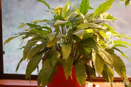 净化室内空气少不了这些盆栽绿植，让植物长得健康，才能发挥效果-室内盆栽什么植物净化空气