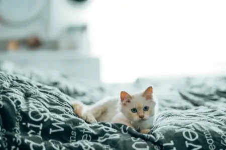 猫咪增肥需要哪些营养？宠物营养膏、猫奶粉、猫维生素B都安排上-猫咪增肥吃什么牌子的猫粮好一点