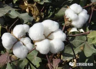你买的衣服，是全毛的吗？（你买的每件衣服都是喜欢）
