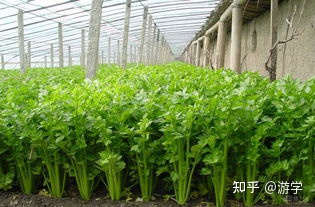 七种养肝蔬菜，春、夏季吃最养肝（硬化的肝怎么软化回来）