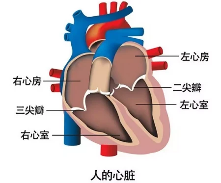 心脏有病，指甲先知？若指甲出现5个征兆，可能是心脏在“报警”-心脏病对指甲的影响