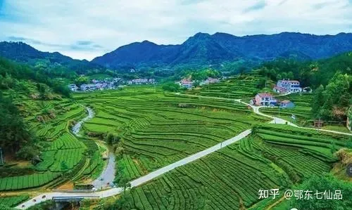 中国茶叶100强榜单出炉，看看什么茶排第一（中国茶叶前十）