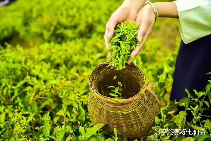 中国茶叶100强榜单出炉，看看什么茶排第一（中国茶叶前十）