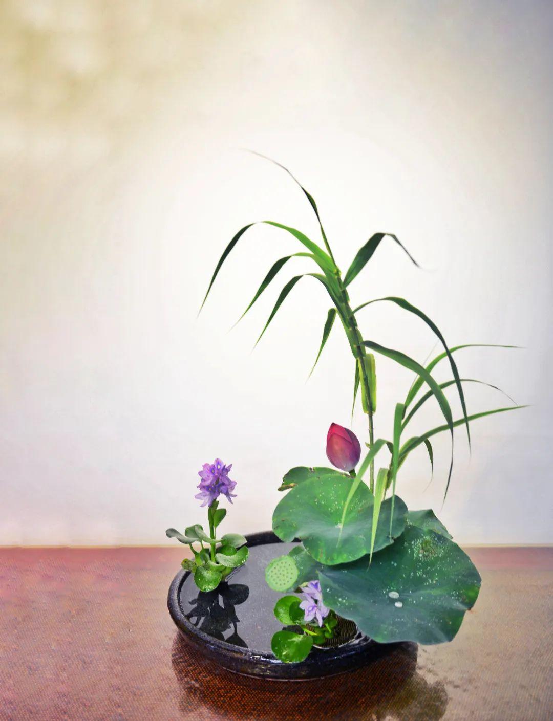 中日插花流派荷花插花荟萃，惊艳了夏日！（上）（中日插花文化对比论文）