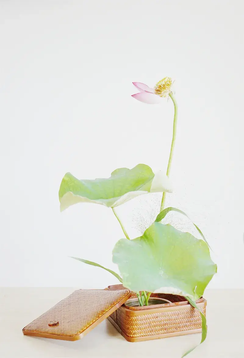荷花插花美图第二波来袭，你最心仪哪一款？（荷花瓶插怎么养）