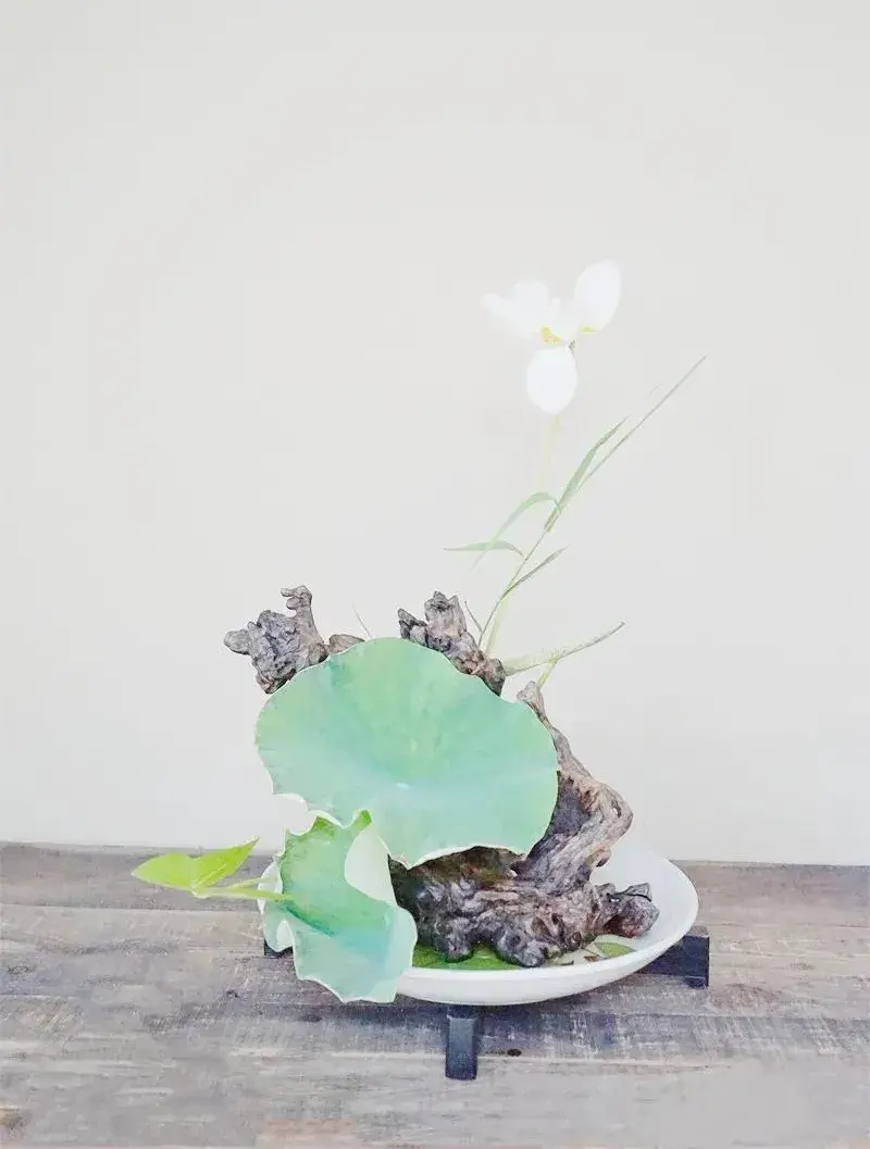 荷花插花美图第二波来袭，你最心仪哪一款？（荷花瓶插怎么养）