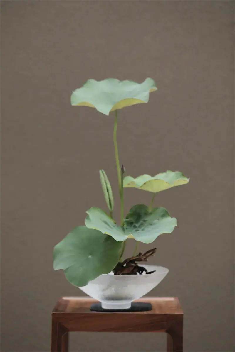 荷花插花美图第二波来袭，你最心仪哪一款？（荷花瓶插怎么养）