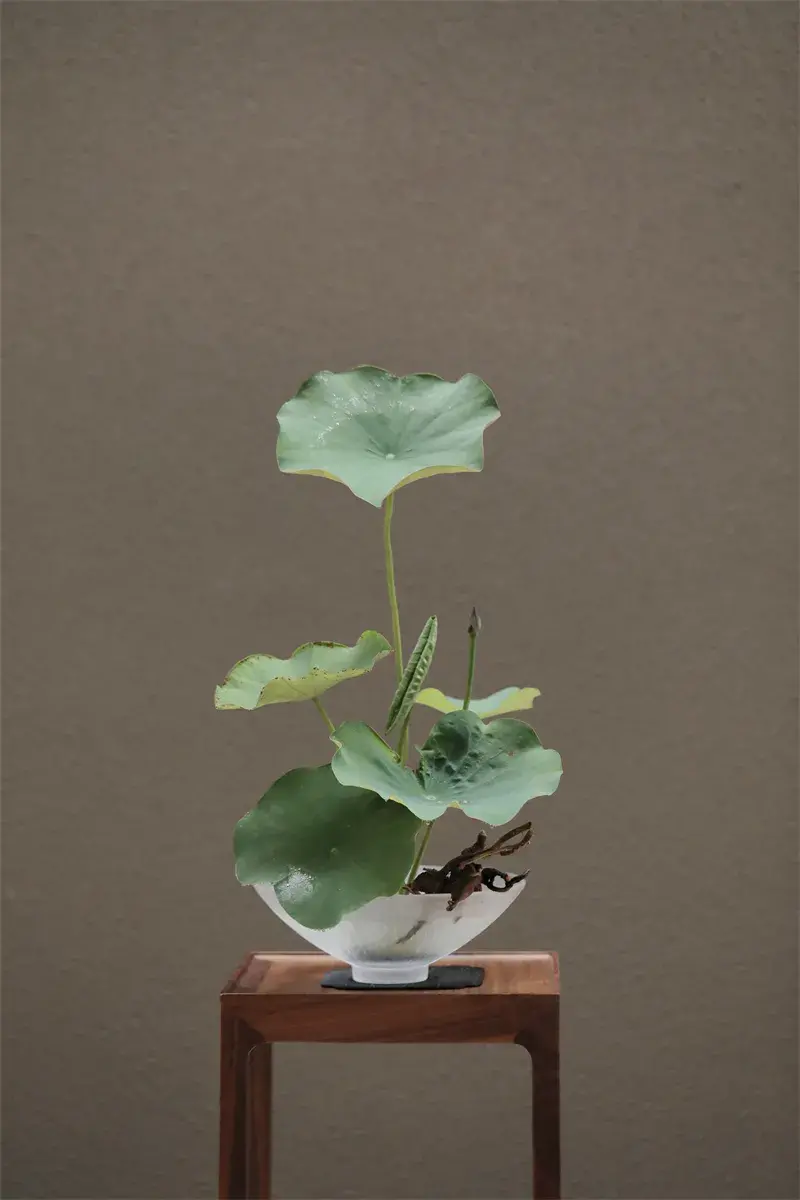 荷花插花美图第二波来袭，你最心仪哪一款？（荷花瓶插怎么养）