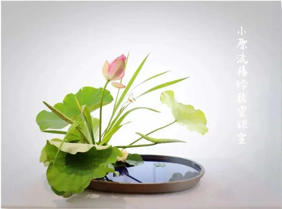 荷花插花美图第二波来袭，你最心仪哪一款？（荷花瓶插怎么养）