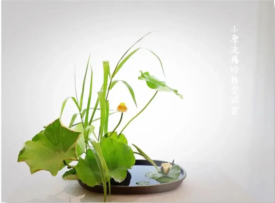 荷花插花美图第二波来袭，你最心仪哪一款？（荷花瓶插怎么养）