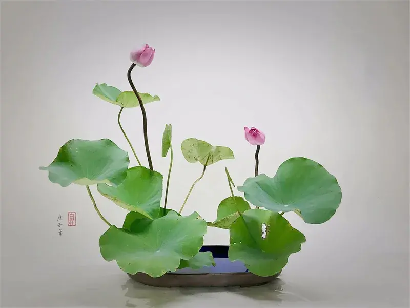 荷花插花美图第二波来袭，你最心仪哪一款？（荷花瓶插怎么养）