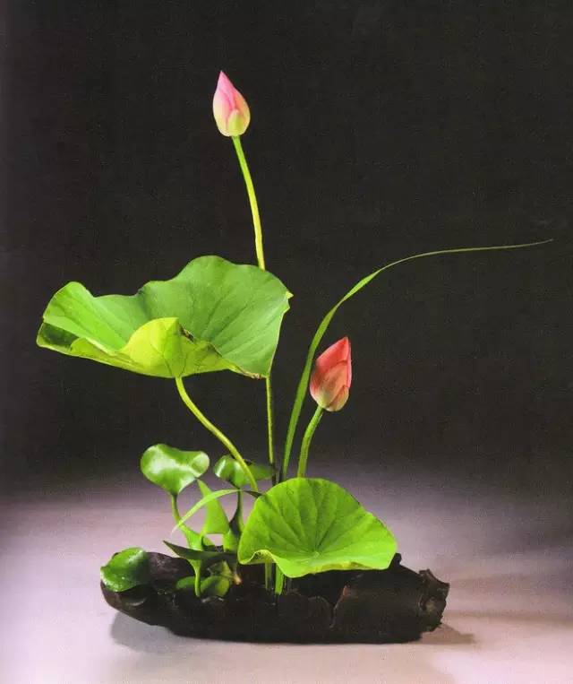 花道｜插莲，莲花之意，唯有清心方可体会！（莲花图画优秀作品）