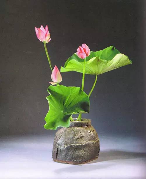 花道｜插莲，莲花之意，唯有清心方可体会！（莲花图画优秀作品）