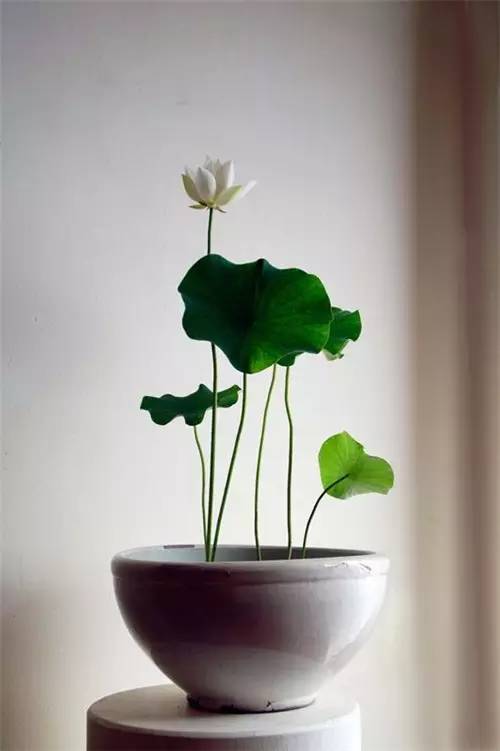 花道｜插莲，莲花之意，唯有清心方可体会！（莲花图画优秀作品）
