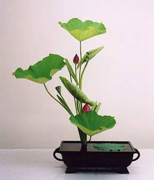 花道｜插莲，莲花之意，唯有清心方可体会！（莲花图画优秀作品）