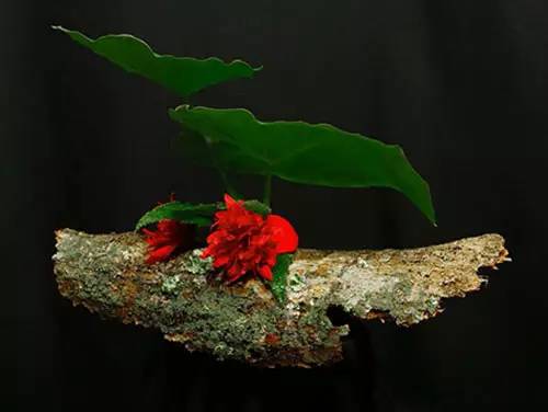 花道｜插莲，莲花之意，唯有清心方可体会！（莲花图画优秀作品）