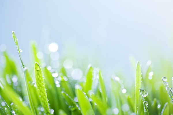 芒种是几月几日，芒种吃什么养生（芒种几月几日2020）