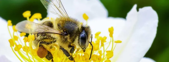 【联合国】世界蜜蜂日 5月20日（2021年世界蜜蜂日主题）