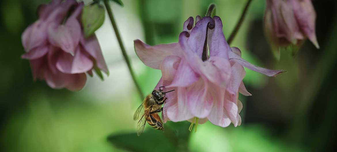 【联合国】世界蜜蜂日 5月20日（2021年世界蜜蜂日主题）