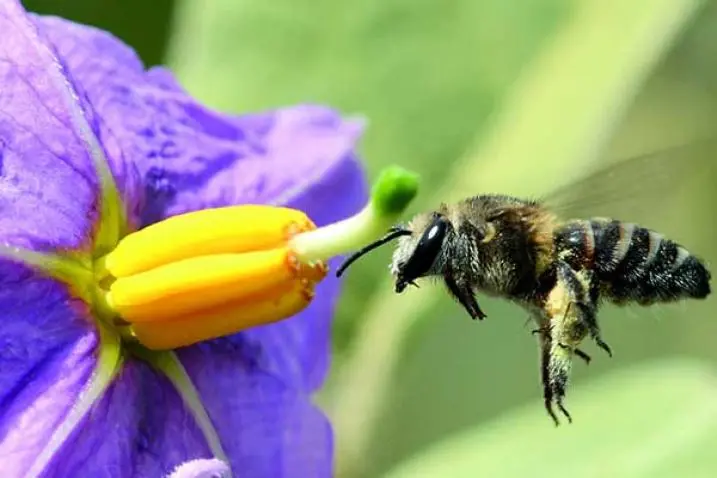 【联合国】世界蜜蜂日 5月20日（2021年世界蜜蜂日主题）