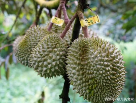 一棵树结果400多颗，榴莲为什么还那么贵？3个原因是关键，明白了（榴莲树为什么不结果）
