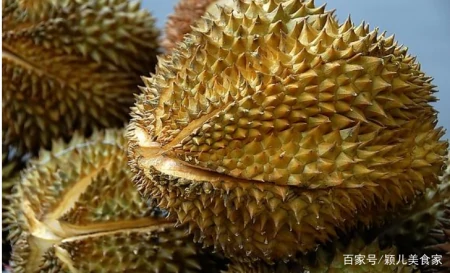 一棵树结果400多颗，榴莲为什么还那么贵？3个原因是关键，明白了（榴莲树为什么不结果）