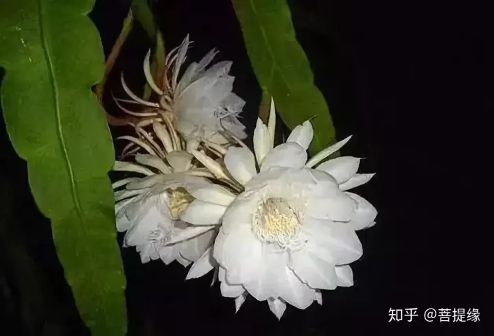 天价！天价！名贵植物排行，令人大开眼界（名贵的植物树）
