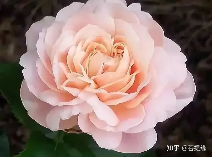 天价！天价！名贵植物排行，令人大开眼界（名贵的植物树）